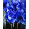 Τριαντάφυλλο Μπλε ΛΟΥΛΟΥΔΙΑ 